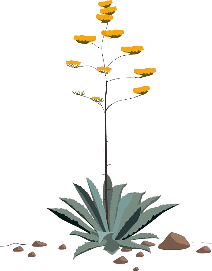Agave paper