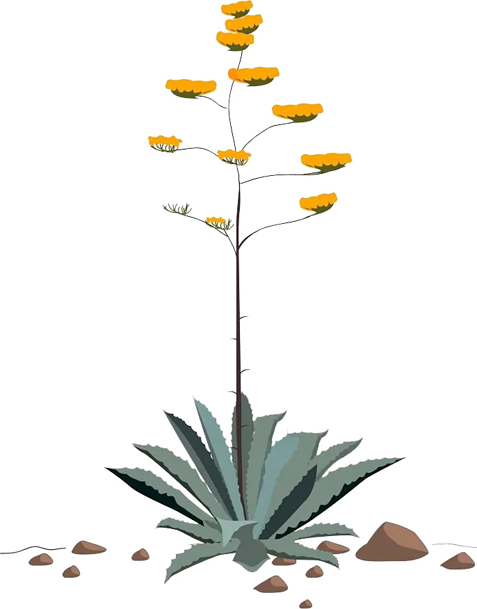 Agave bird friendly